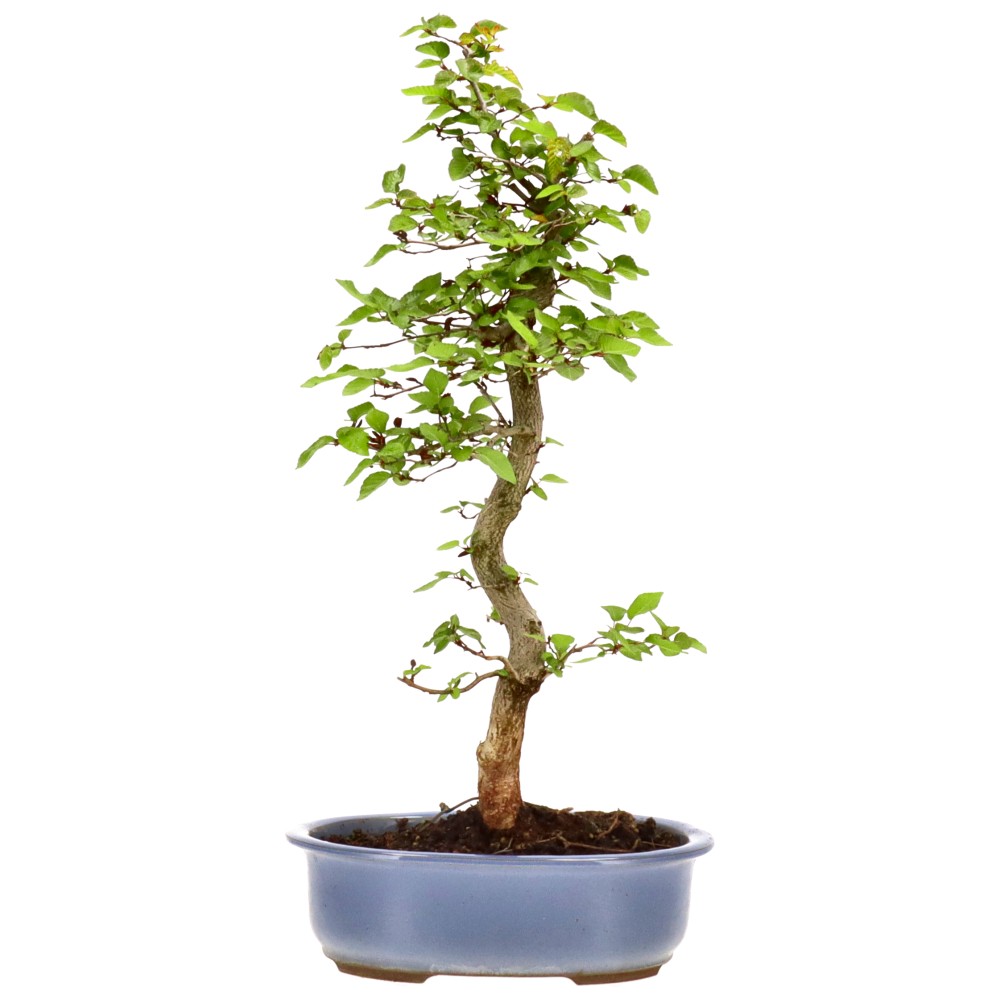 bonsai.fallbackImageTitle