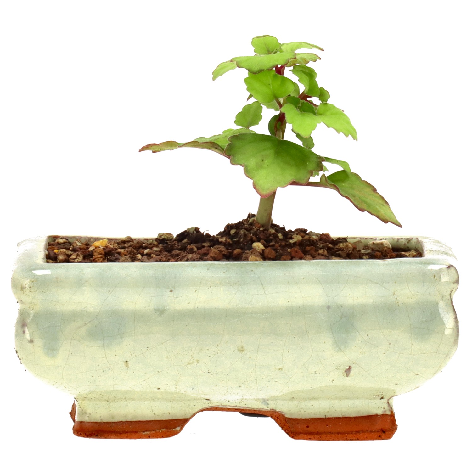 Weihrauchpflanze, ca. 1 J. (7 cm)