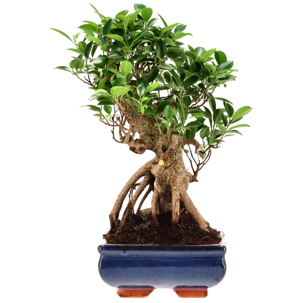 Ficus Retusa, aprox. 22 años (37 cm)