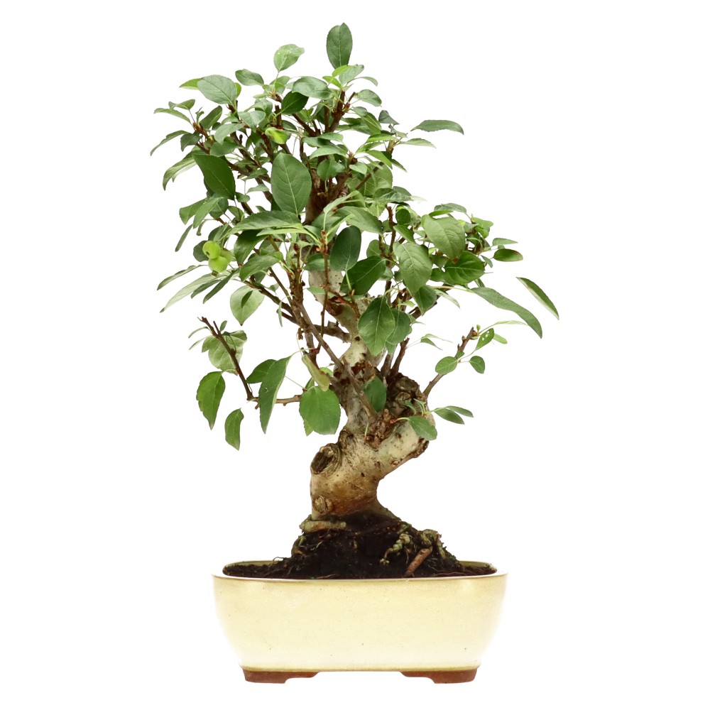 bonsai.fallbackImageTitle