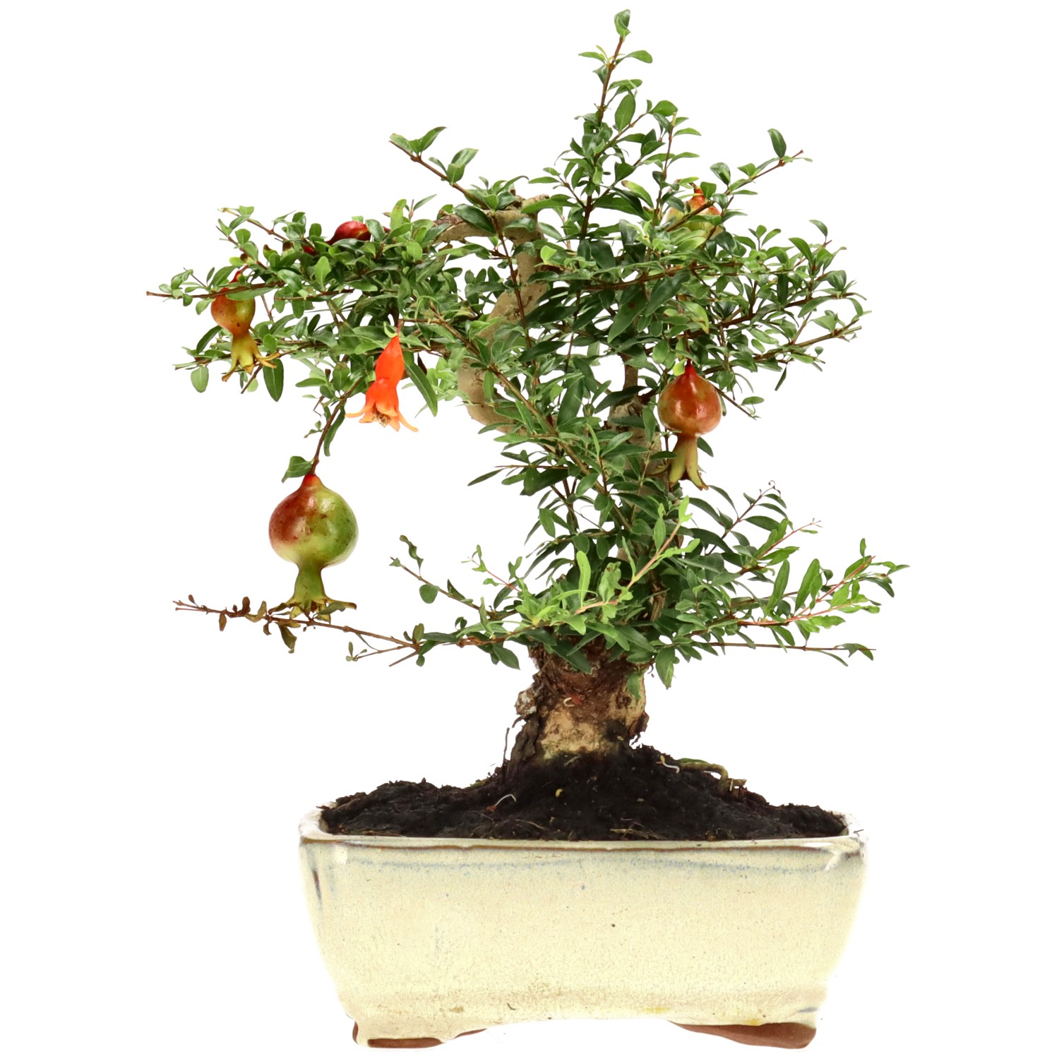 Granatapfel, ca. 9 J. (22 cm)