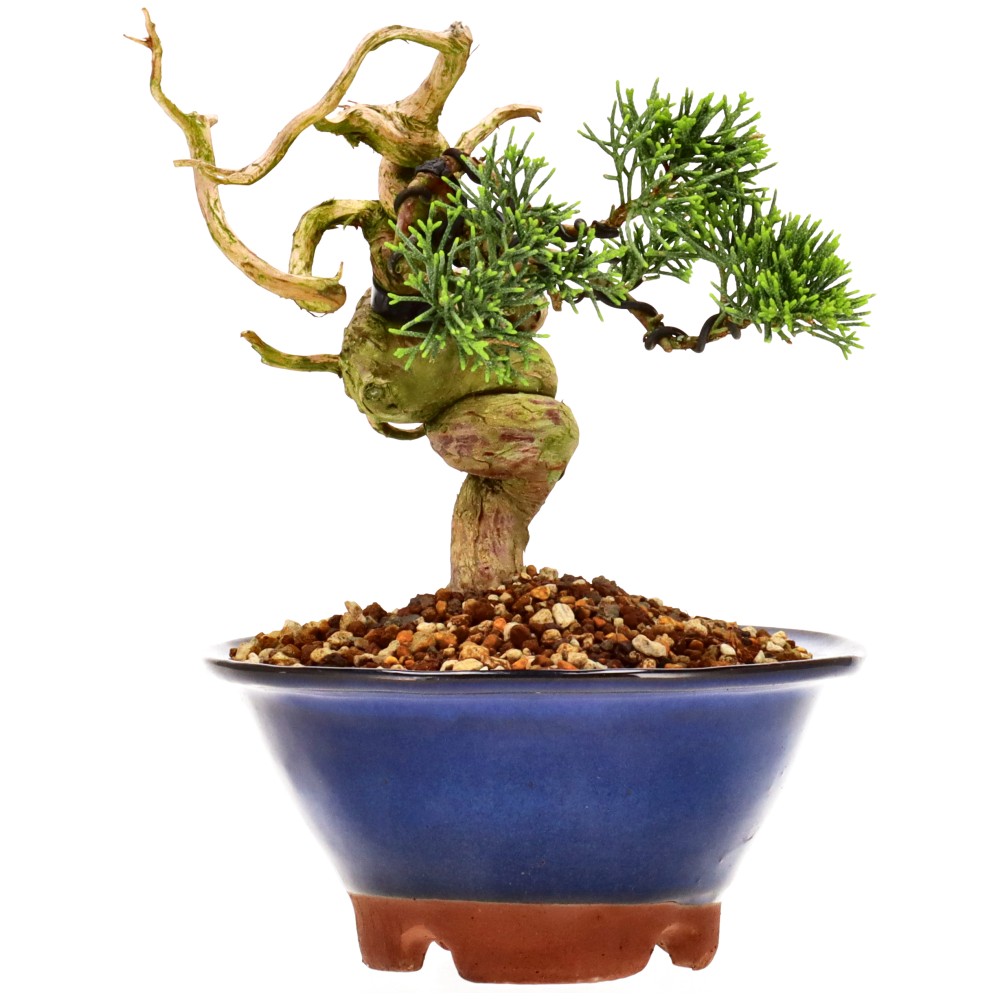 Chin. Wacholder, ca. 16 J. (15 cm)