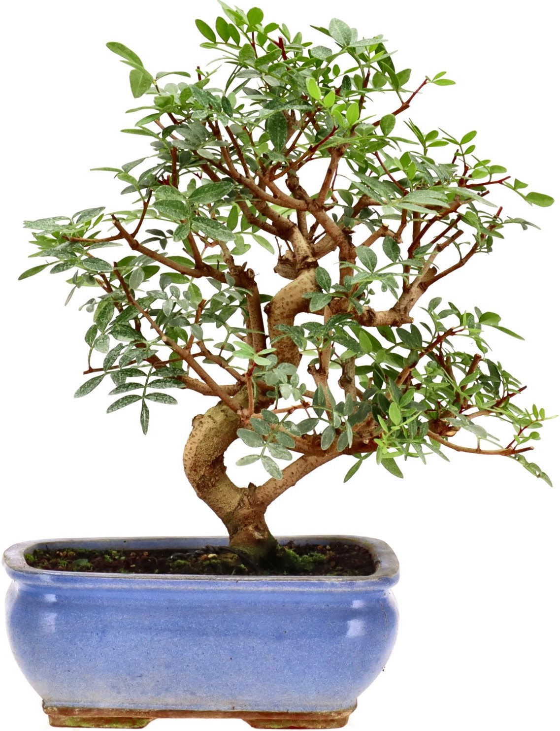 [K018] Pistacia, approx. 10 years