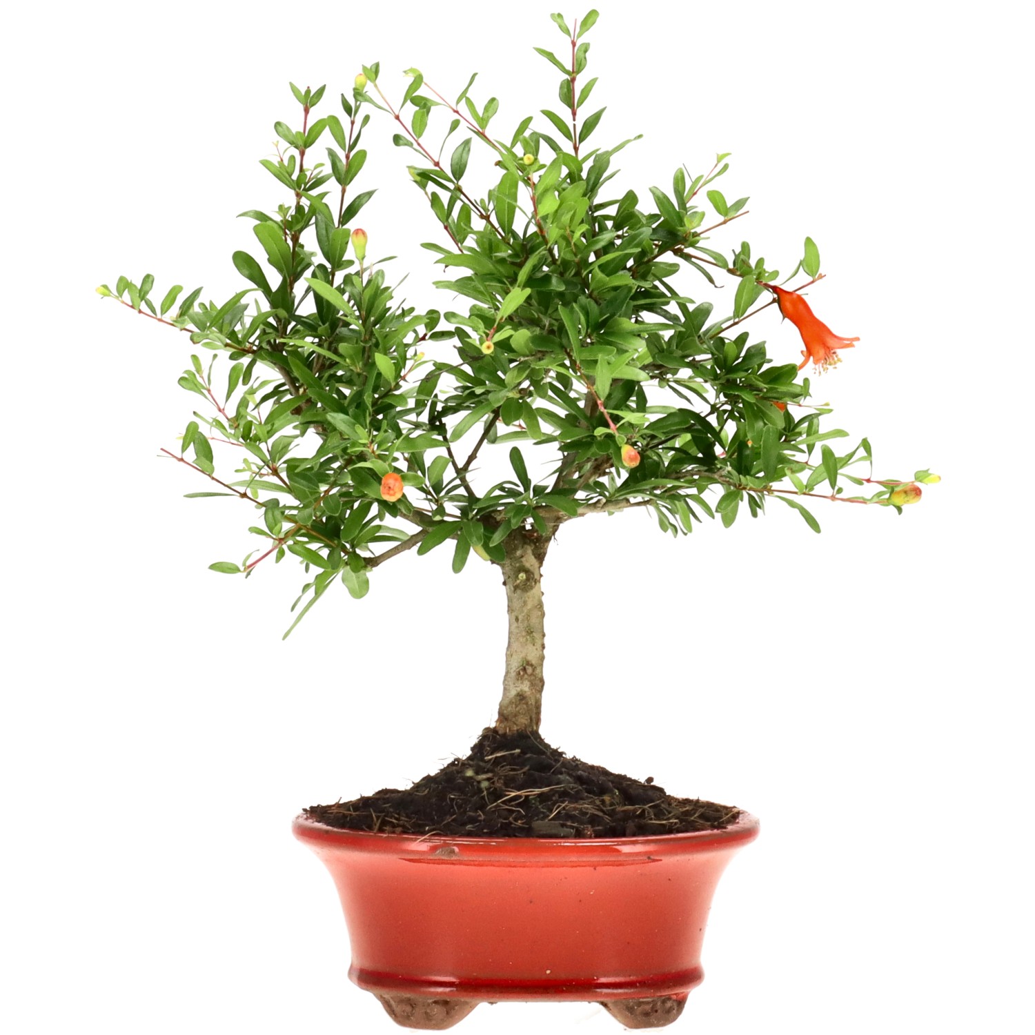 Grenadier commun, env. 7 ans (22 cm)