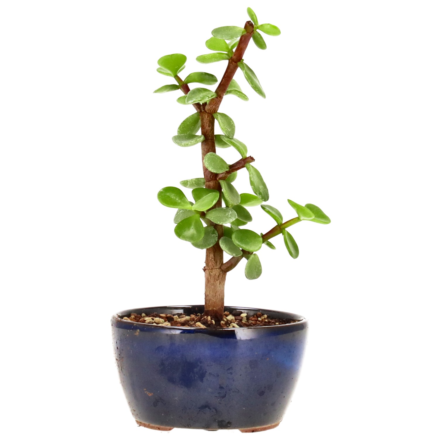 Elephant bush, approx. 2 y. (15 cm)