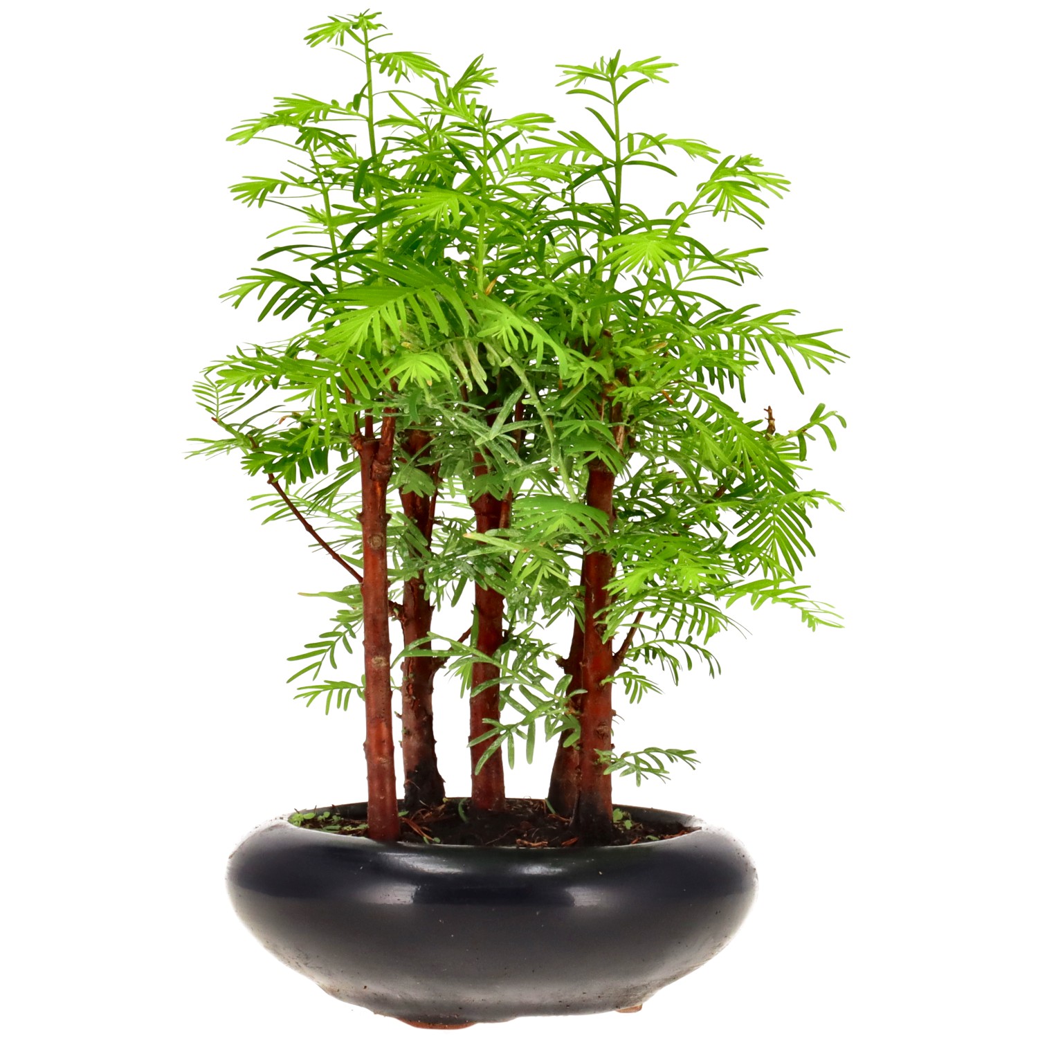 Metasequoia glyptostroboides, ca. 6 anni (22 cm)