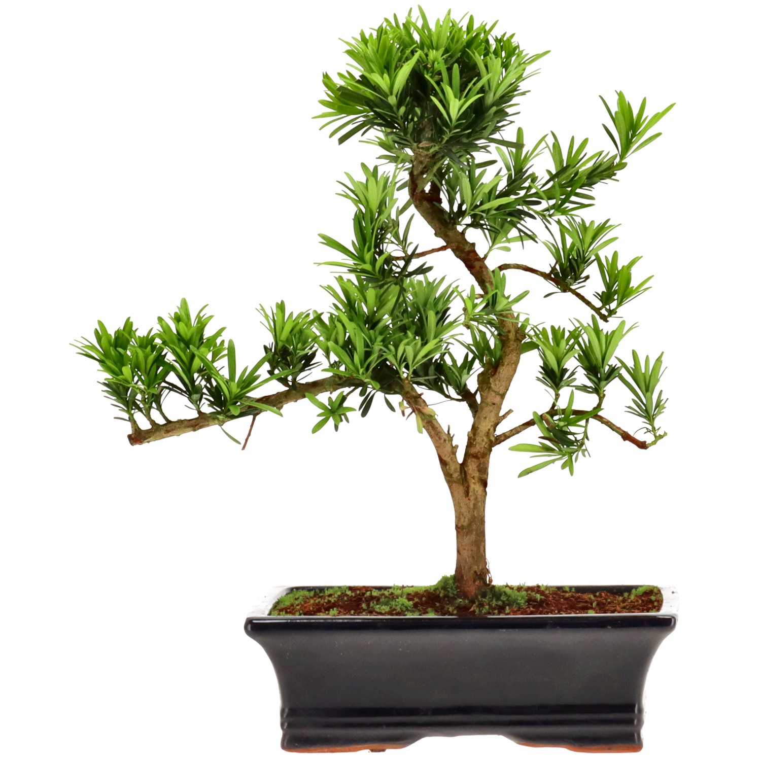 Pin de bouddhistes, env. 12 ans (33 cm)