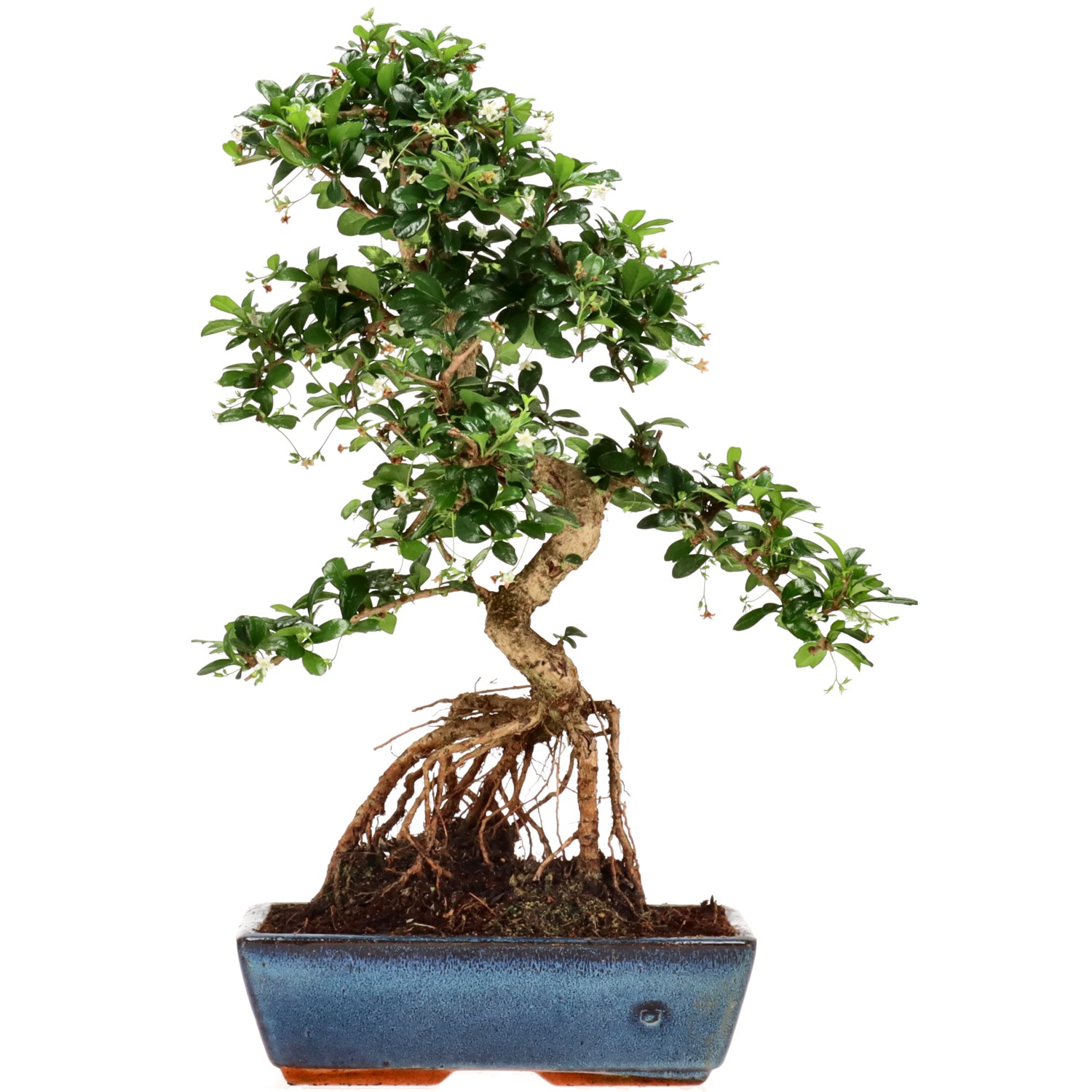 Fukien Tea, approx. 15 y. (50 cm)