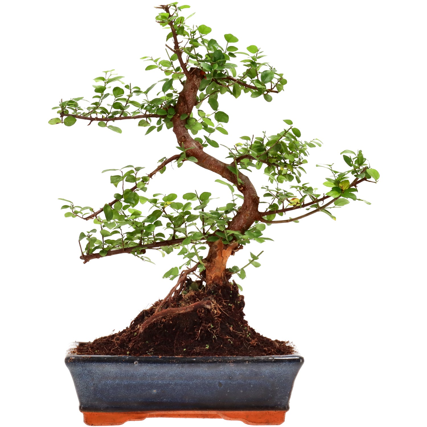 Chin. Bird Plum, approx. 12 y. (36 cm)