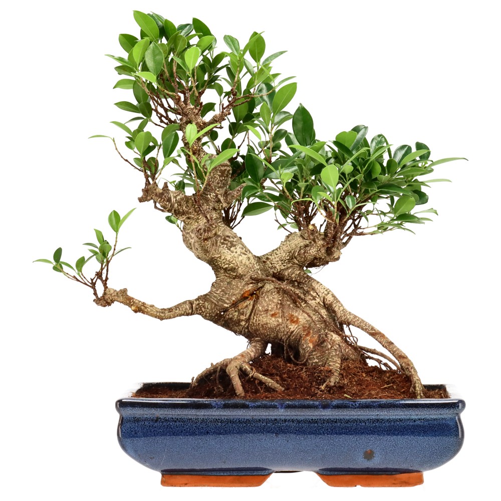Ficus Retusa, aprox. 22 años (37 cm)