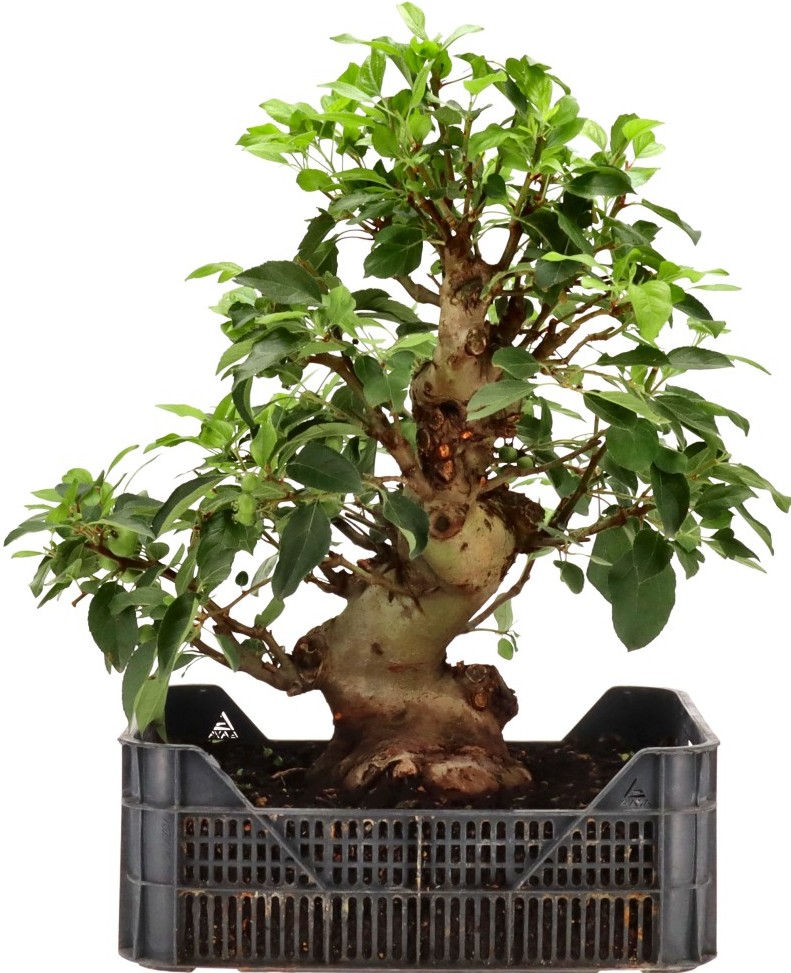 [R003] Apple tree, approx. 25 years