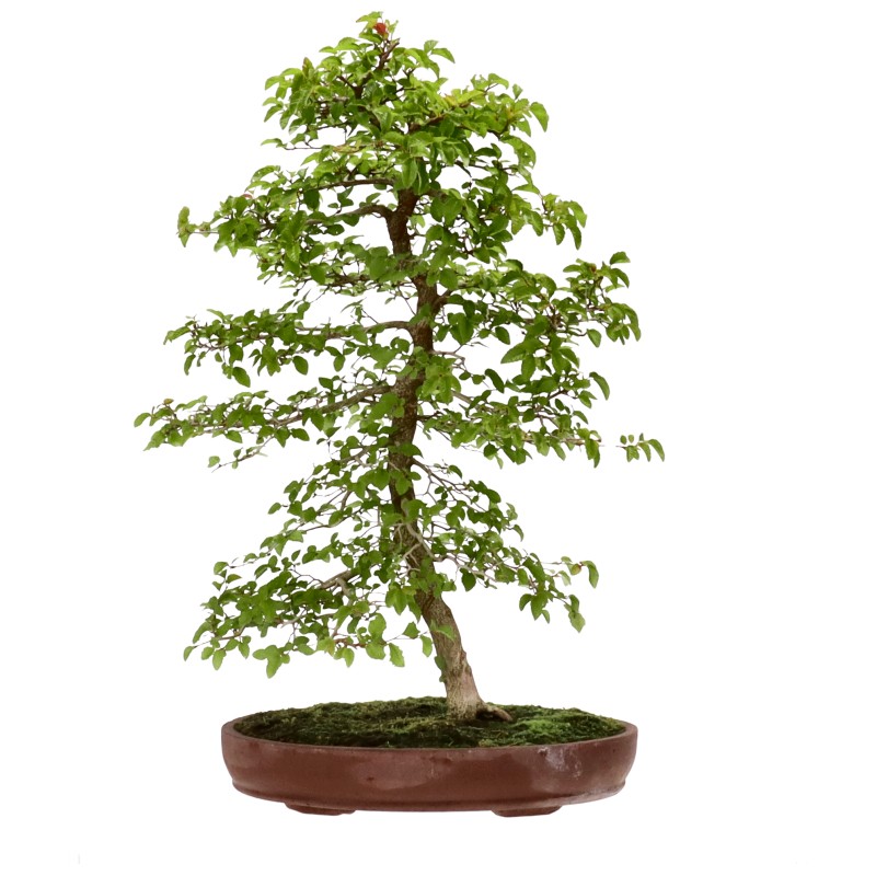 Carpino coreano, ca. 12 anni (58 cm)