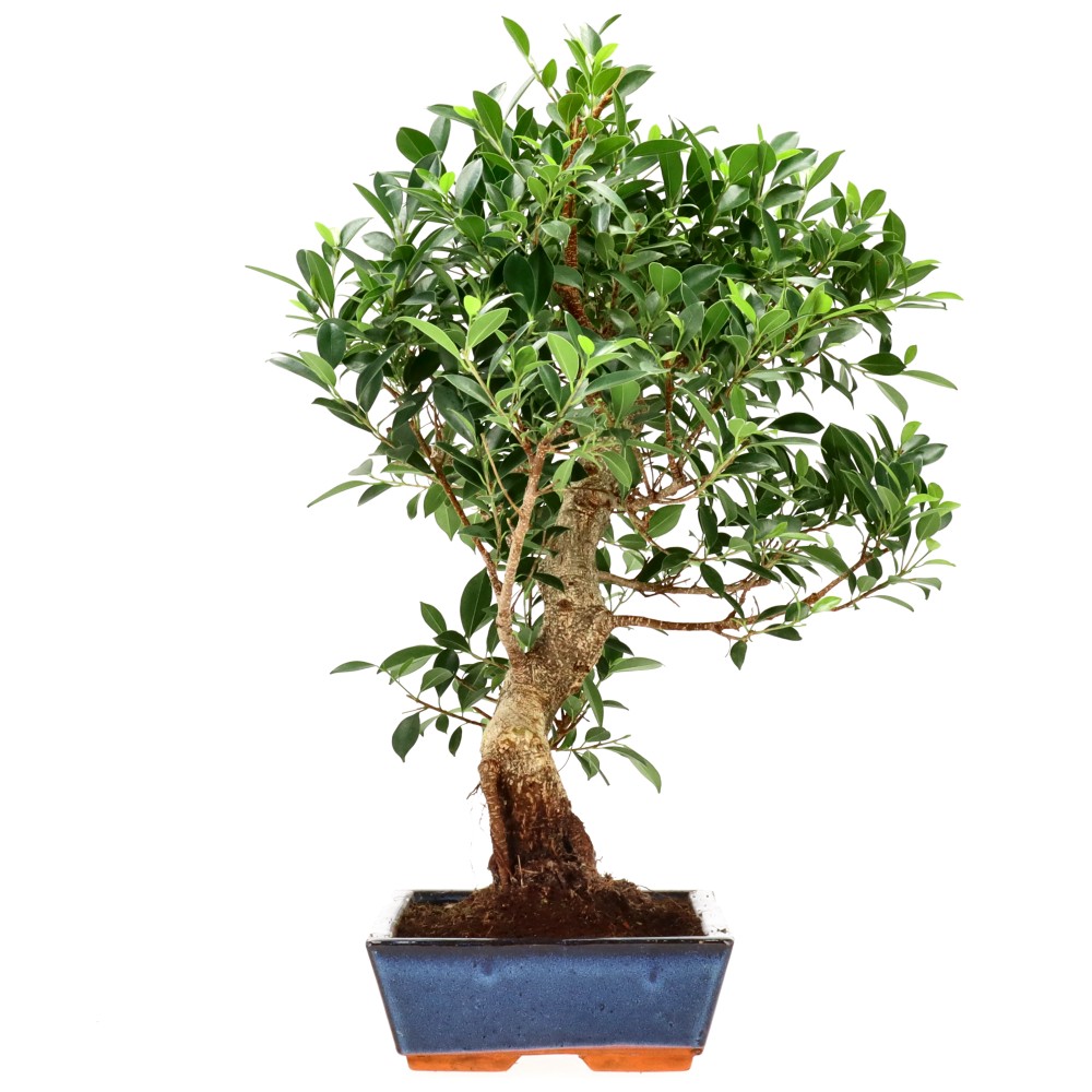 Chin. Feigenbaum (Retusa), ca. 20 J. (66 cm)