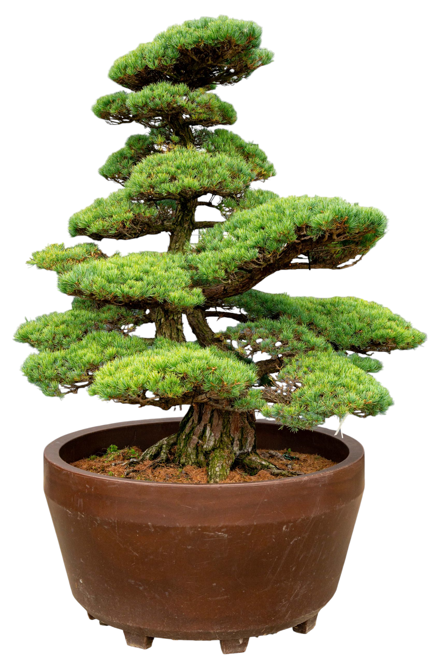 Tuinbonsai - Pinus, ca. 50 jaar (210 cm)