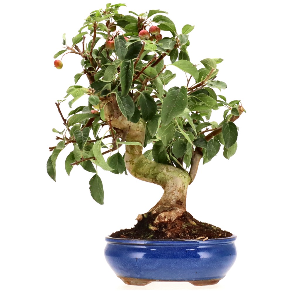 Zierapfel, ca. 17 J. (44 cm)