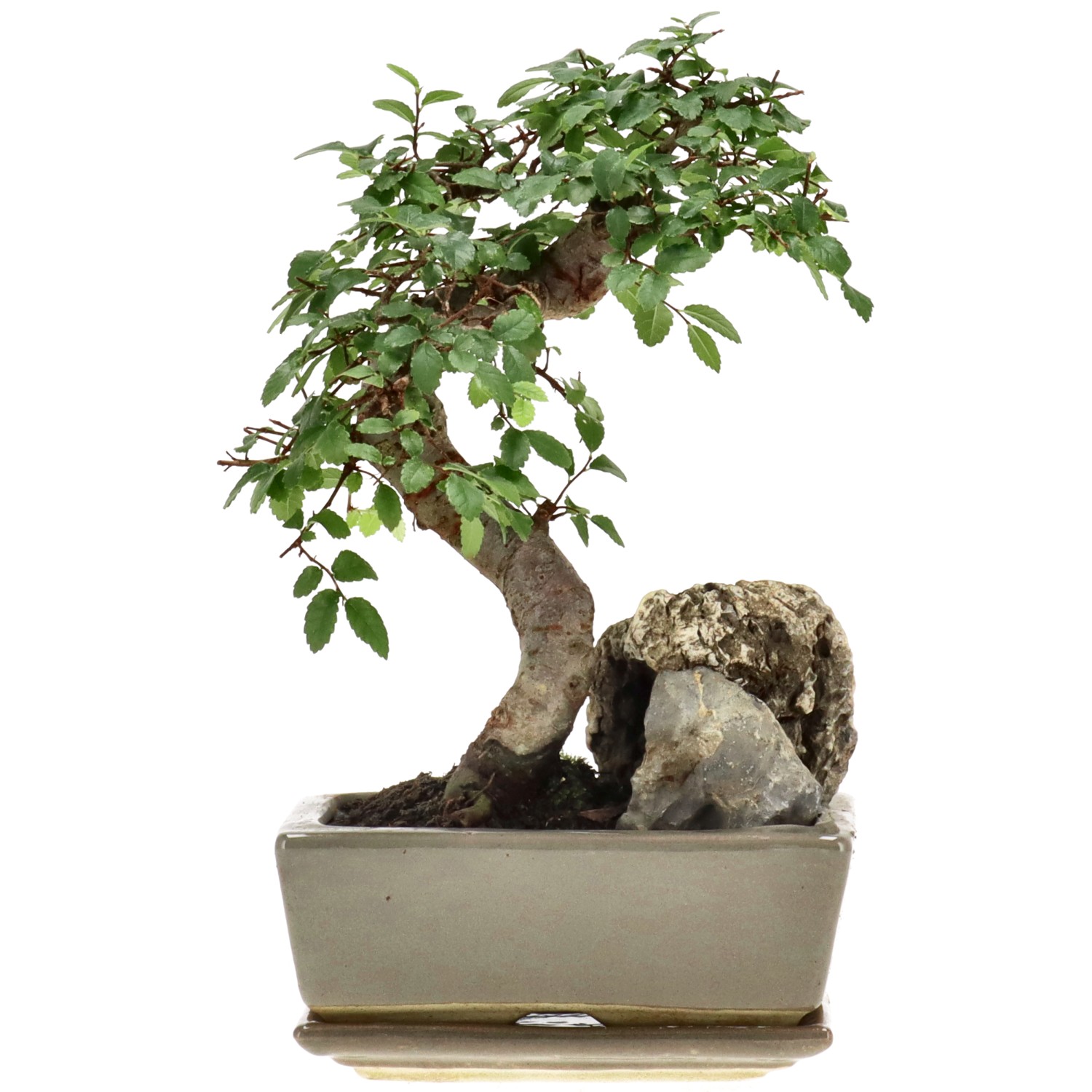 Chin. Ulme, mU., ca. 8 J. (20 cm)