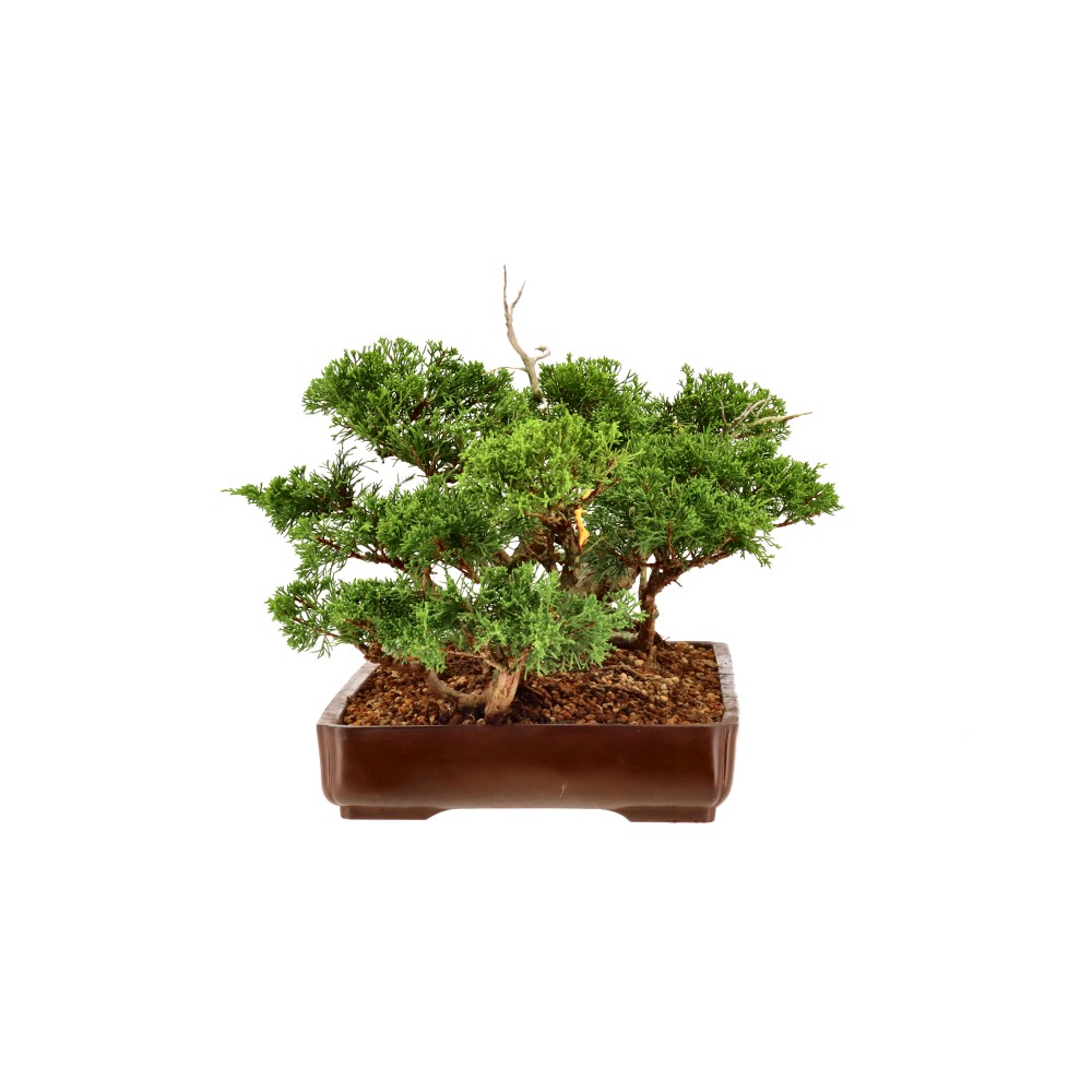 Chin. Wacholder, ca. 35 J. (30 cm)