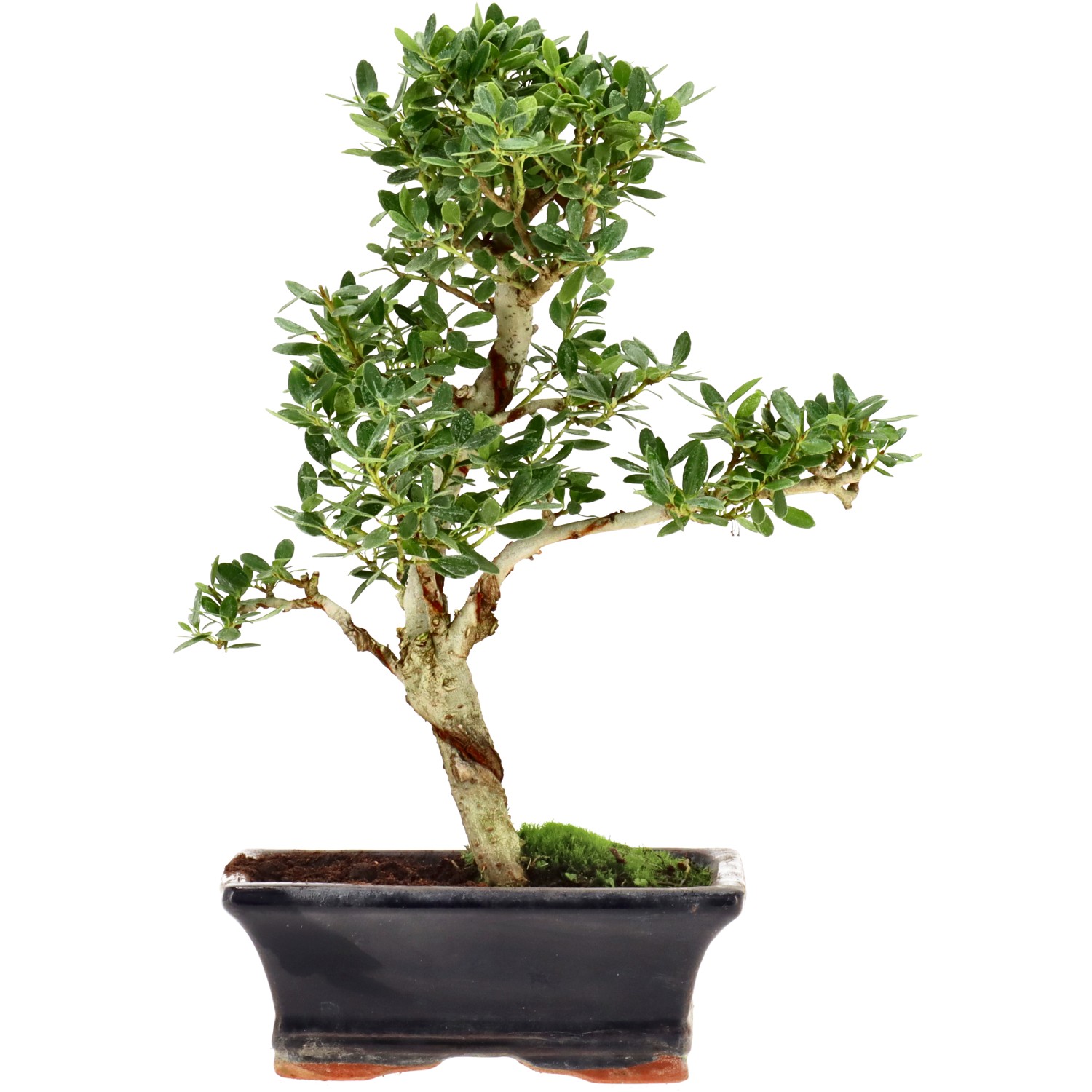 Japanse hulst, ca. 7 j. (25 cm)