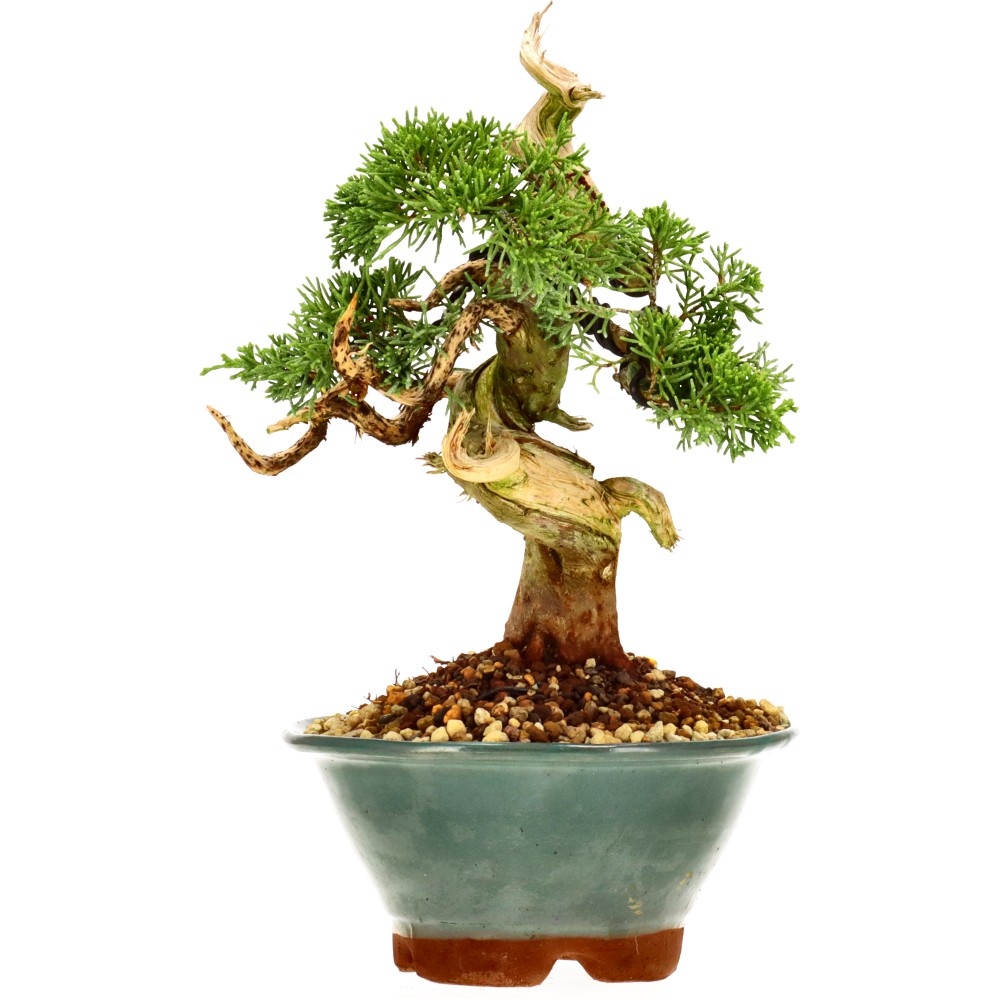 Chin. Wacholder, ca. 16 J. (22 cm)