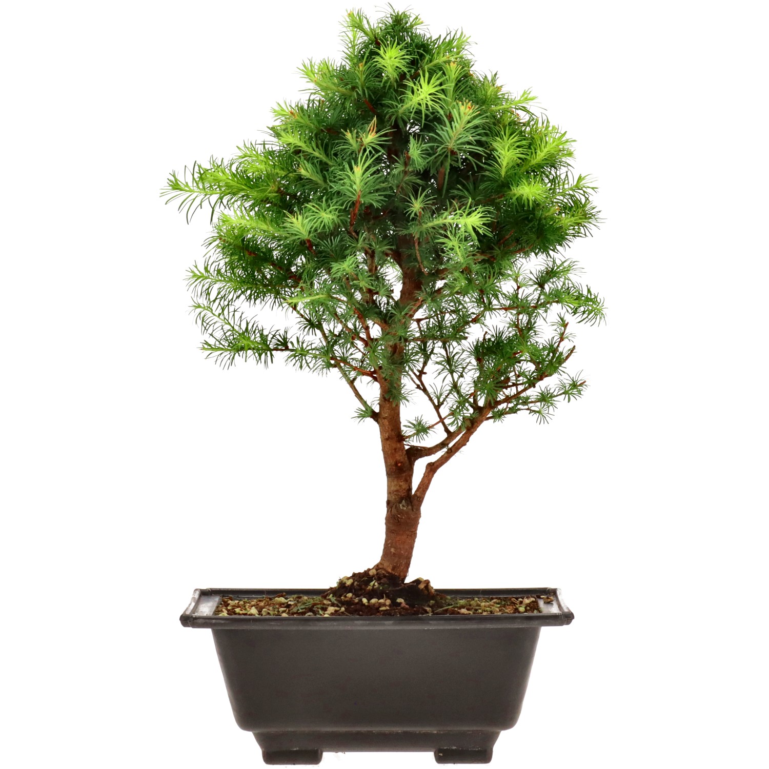 Mélèze du Japon, env. 8 ans (37 cm)