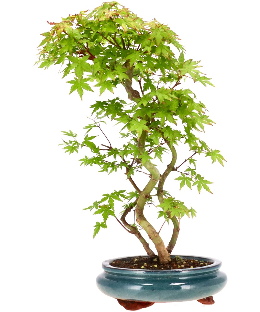 bonsai.fallbackImageTitle bonsai.fallbackImageTitle