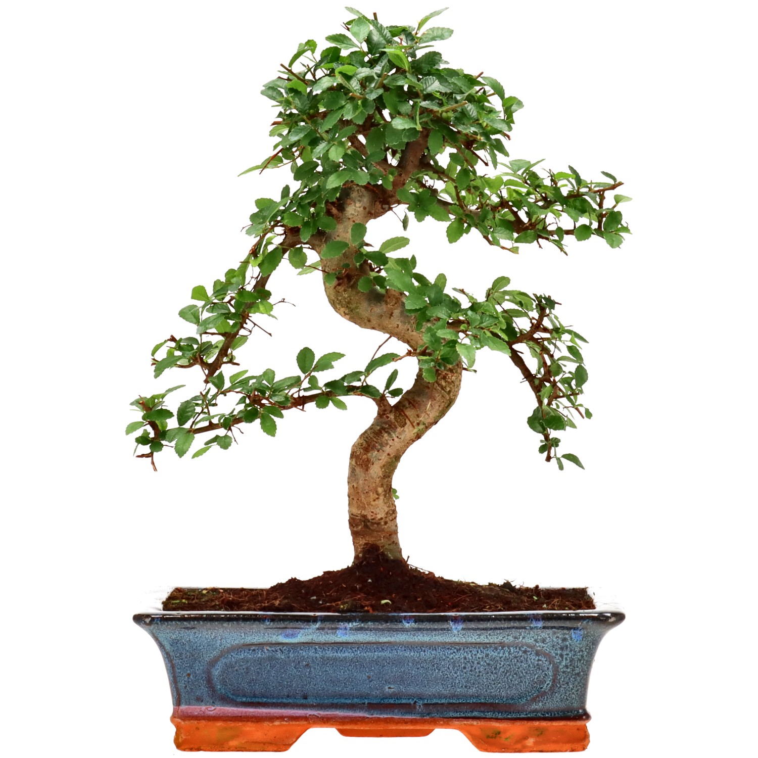 Olmo chino, aprox. 14 años (35 cm)