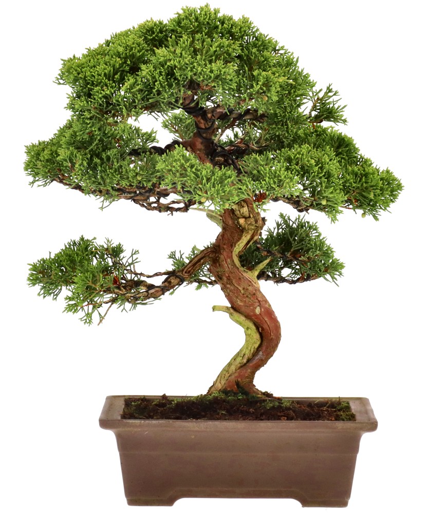 bonsai.fallbackImageTitle bonsai.fallbackImageTitle