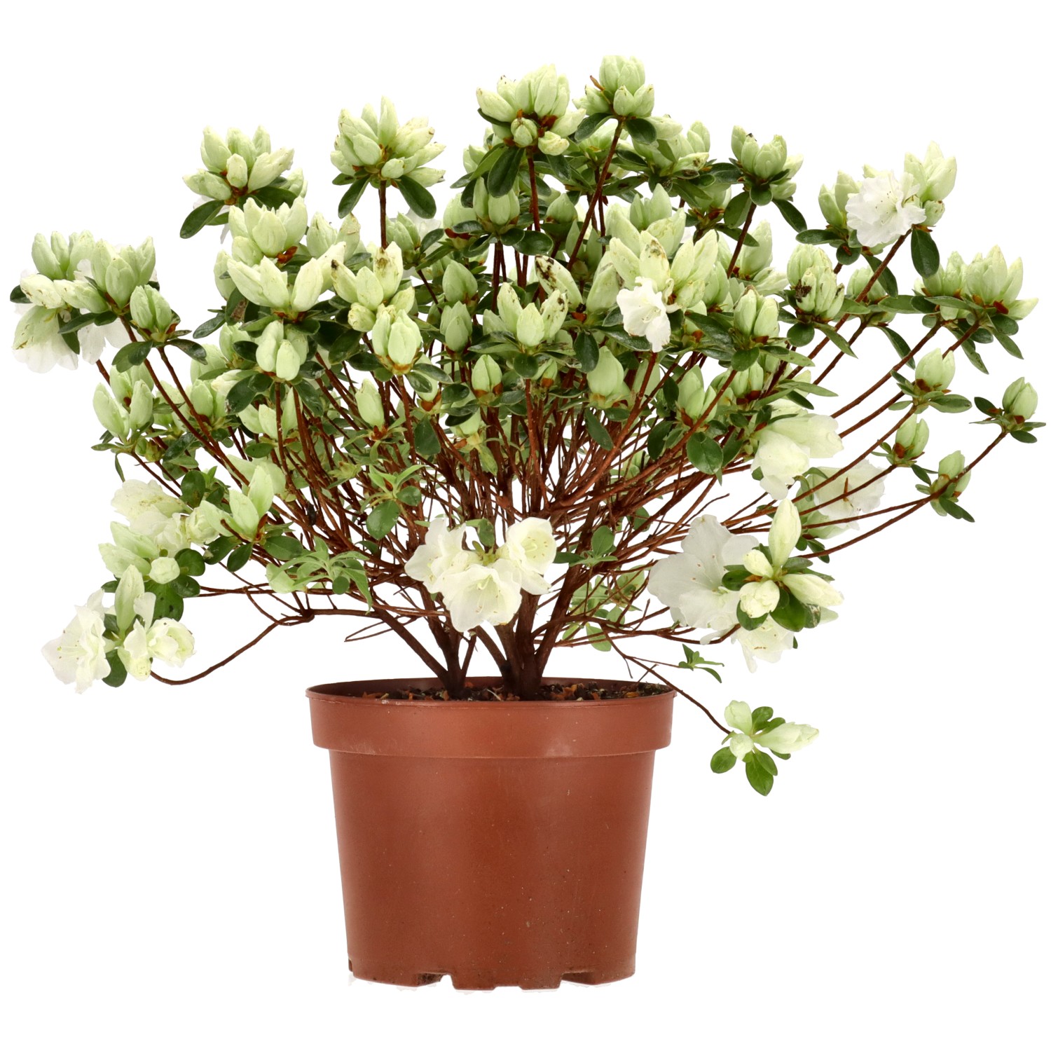 Gartenbonsai - jap. Azalee, ca. 6 Jahre (30 cm)