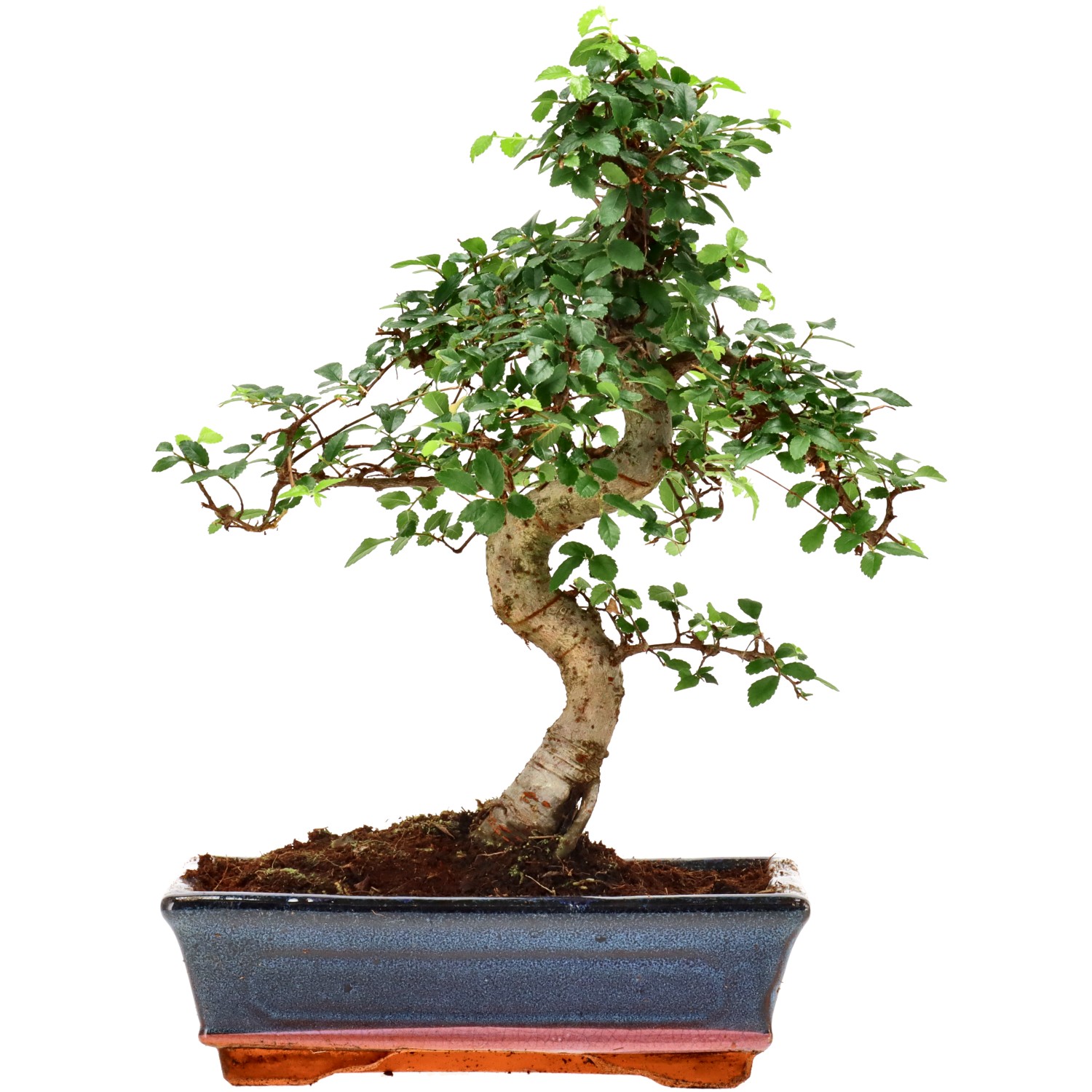 Chin. Ulme, ca. 12 J. (34 cm)