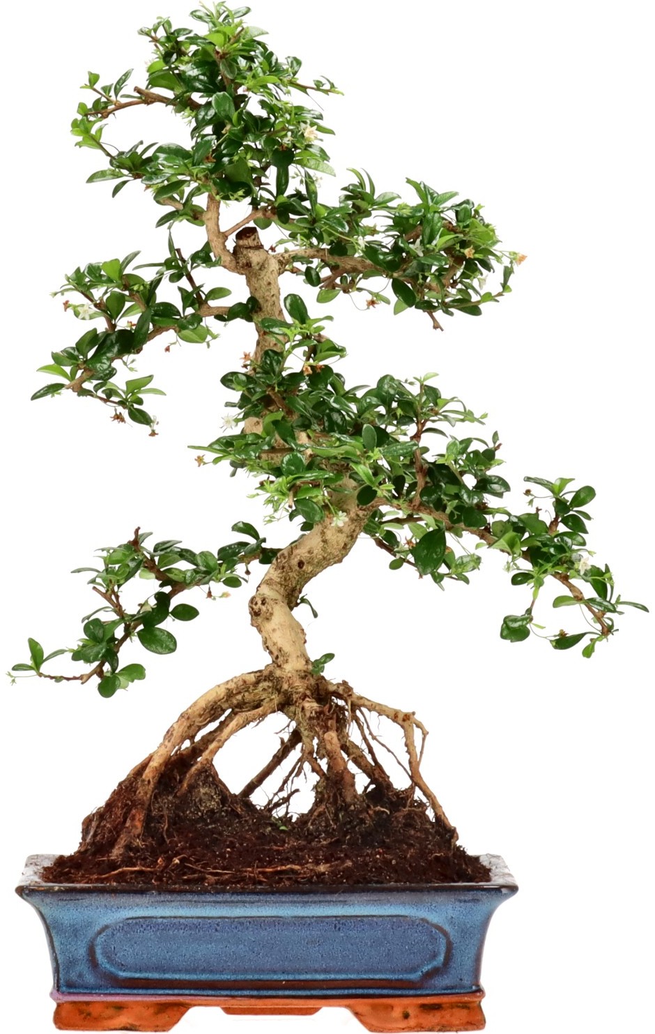 [Z027] Fukien Tea, approx. 15 years