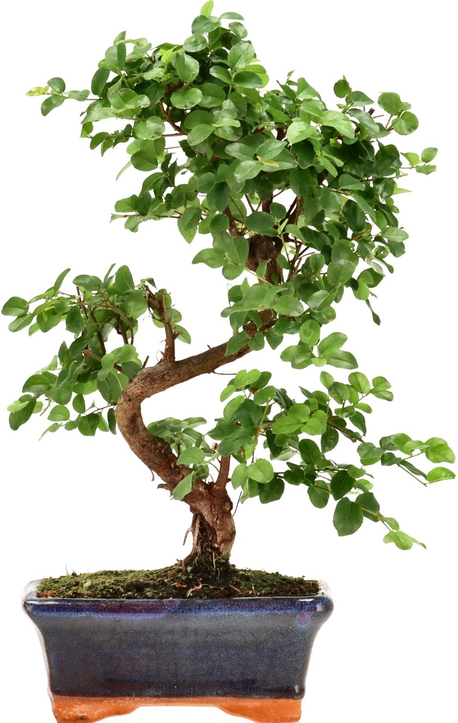 [Z027] Chin. Bird Plum, approx. 9 years
