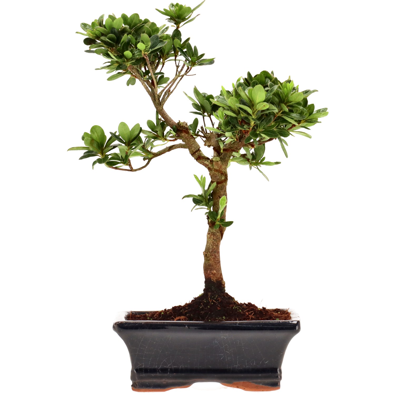 Azalée japonaise (Osakazuki), env. 8 ans (25 cm)