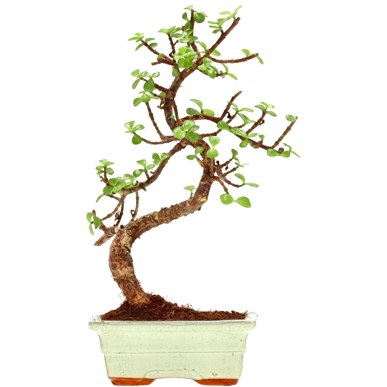 Jadebaum, ca. 7 J. (30 cm)