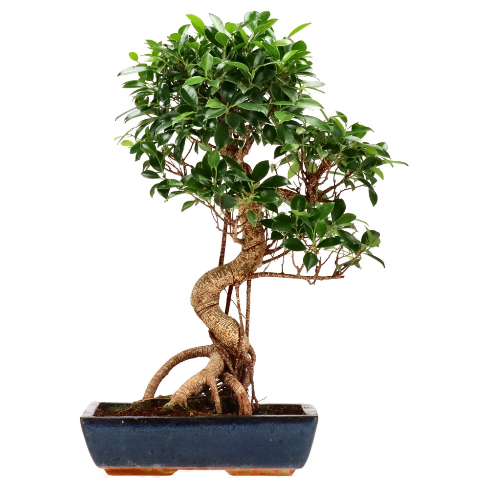 bonsai.fallbackImageTitle bonsai.fallbackImageTitle