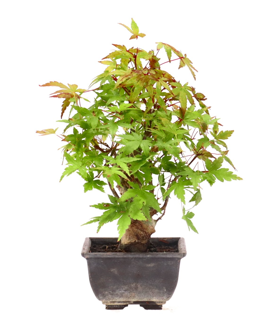 bonsai.fallbackImageTitle bonsai.fallbackImageTitle