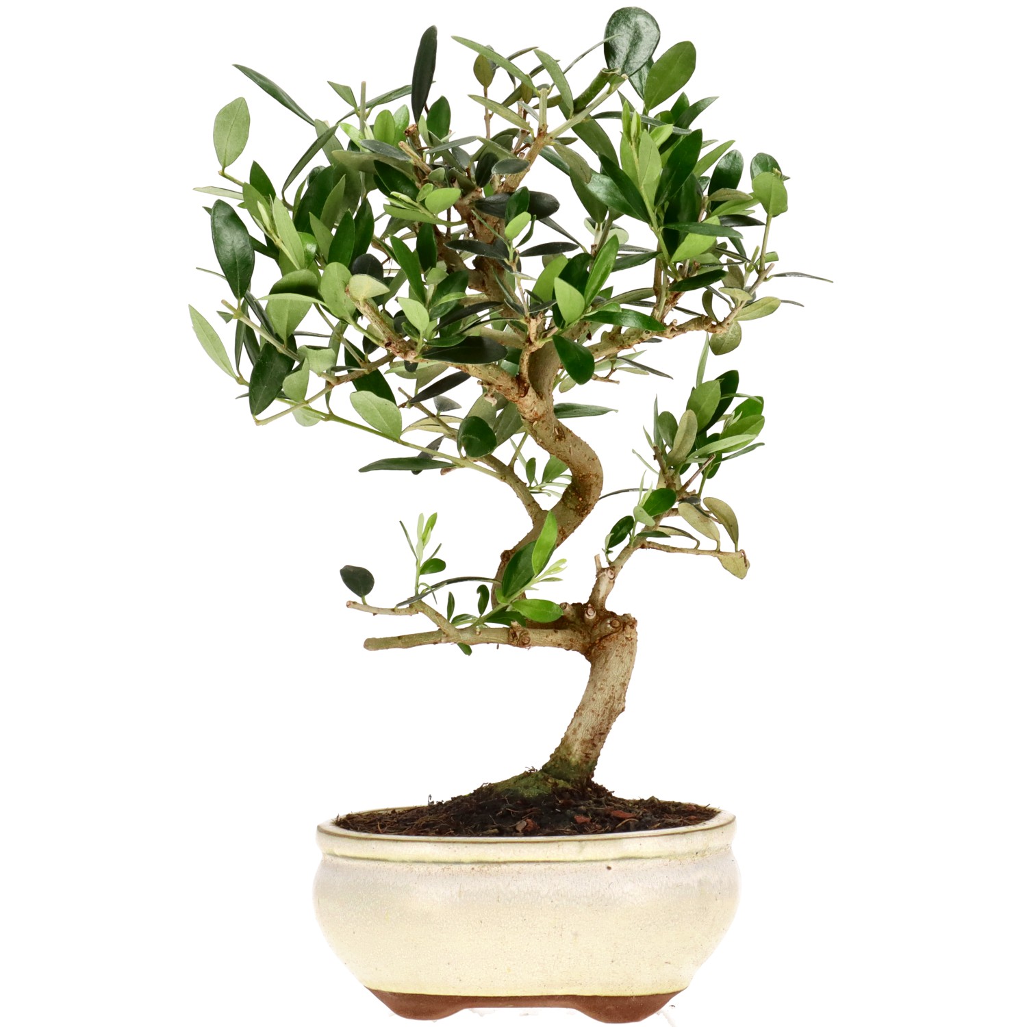 Olive, ca. 9 J. (29 cm)