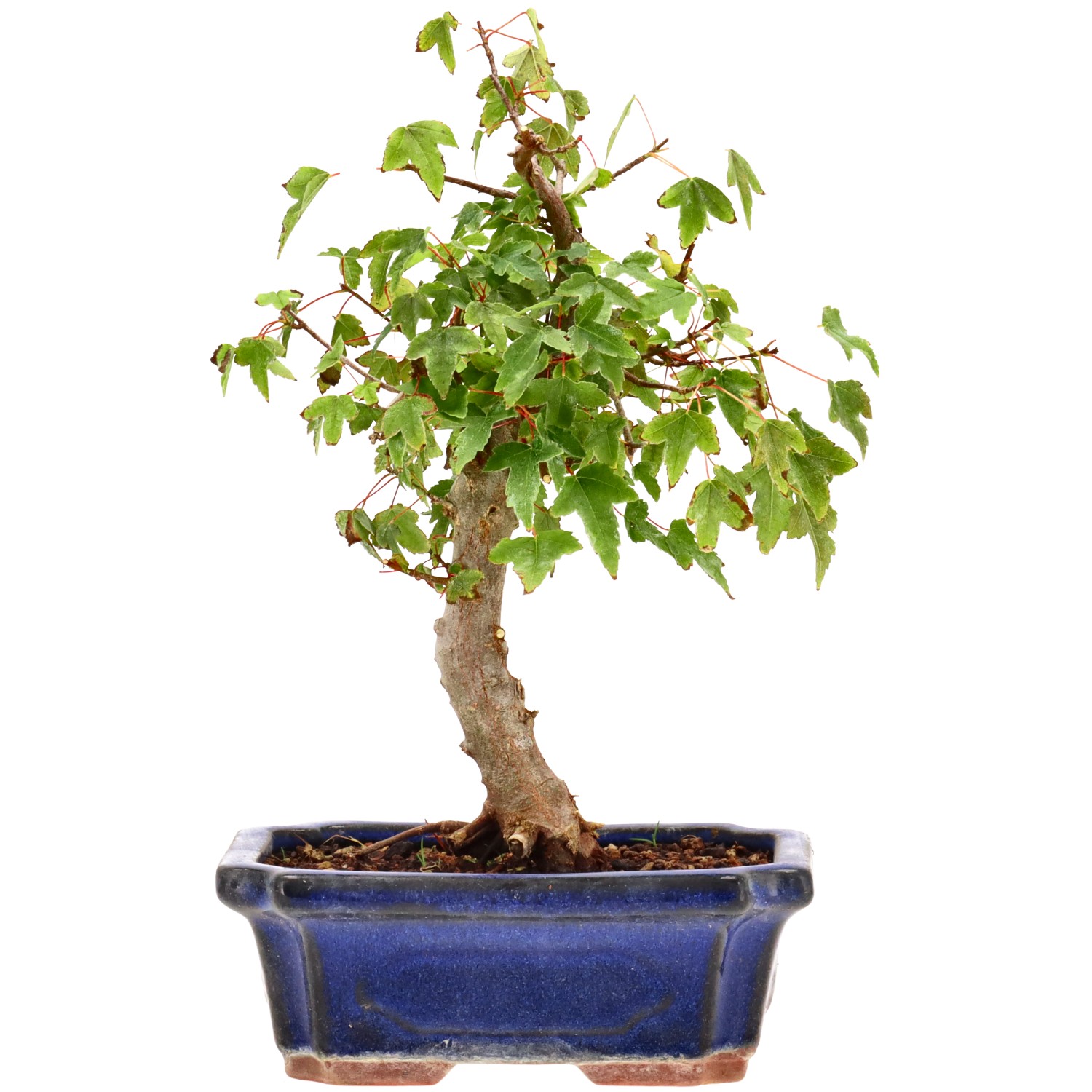 Érable trident, env. 9 ans (26 cm)
