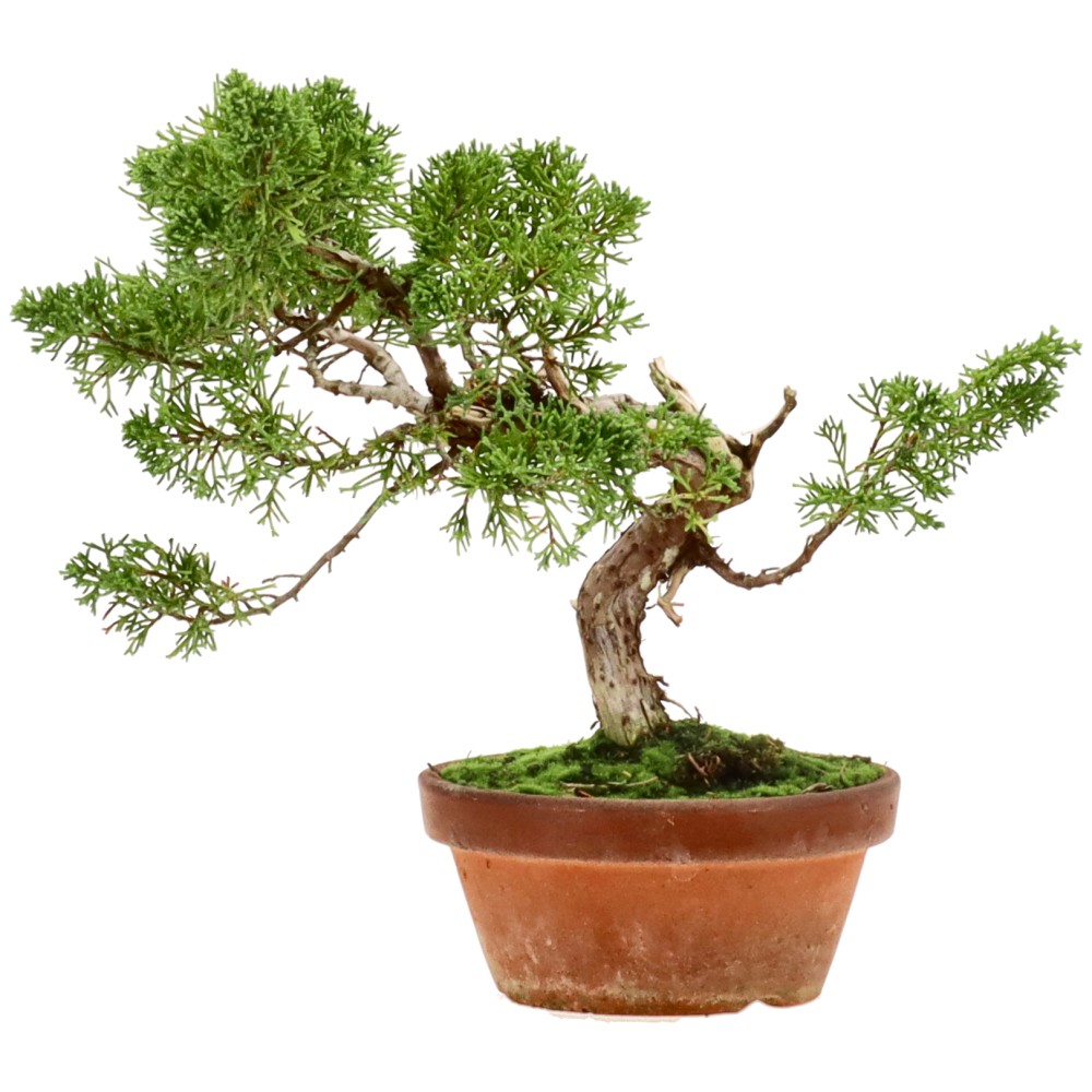Chinese juniper, approx. 20 y. (25 cm)