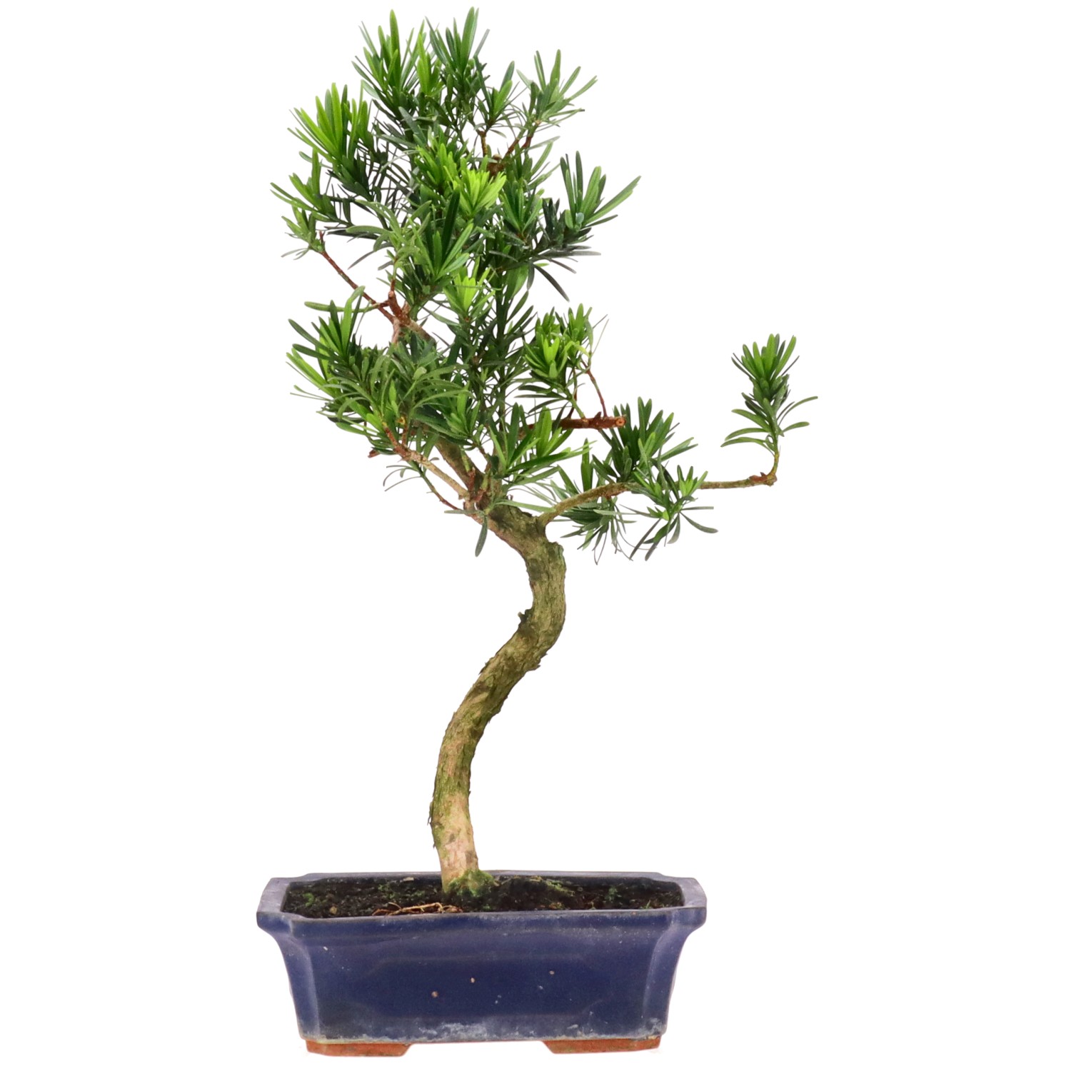 bonsai.fallbackImageTitle bonsai.fallbackImageTitle