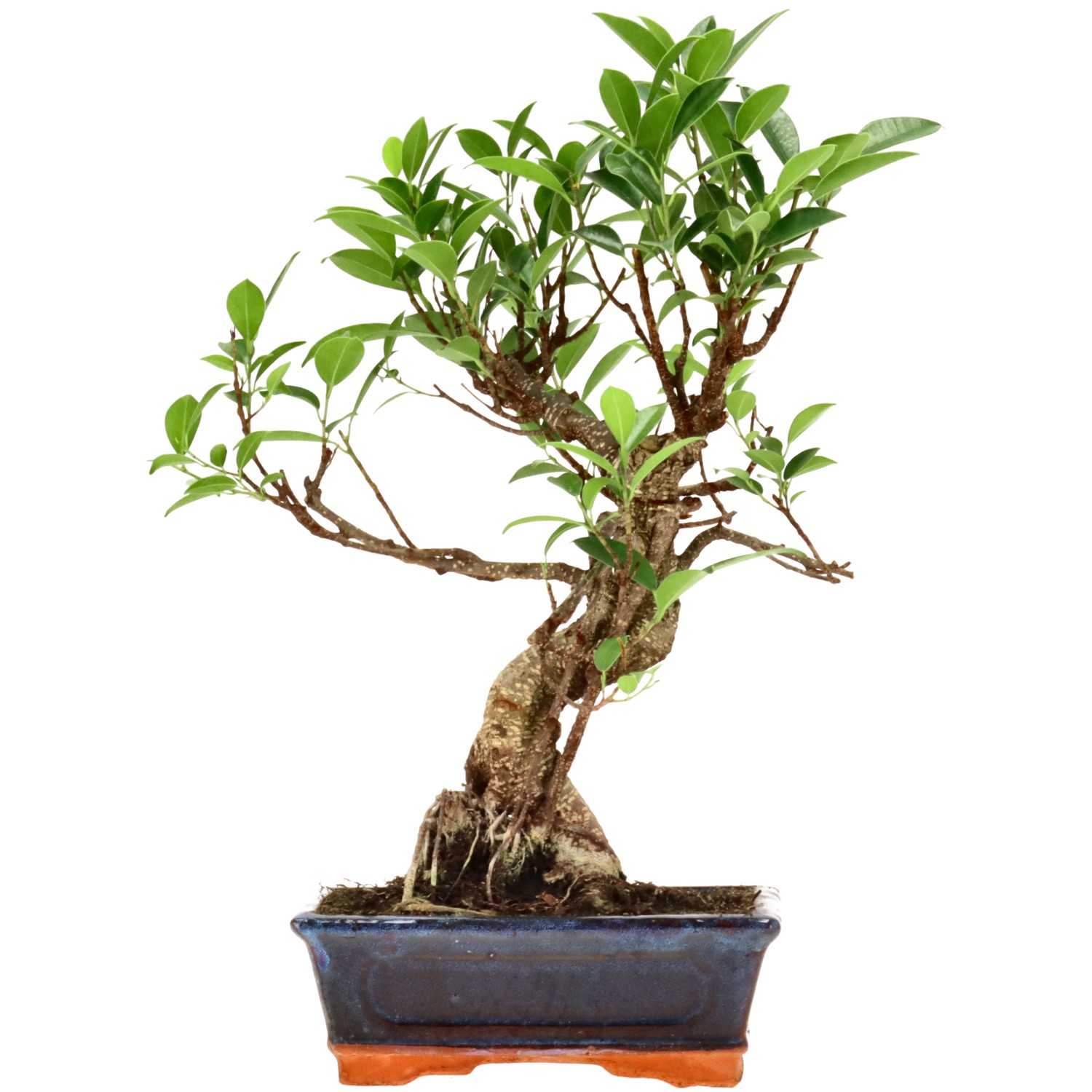 Chin. Feigenbaum (Retusa), ca. 9 J. (34 cm)