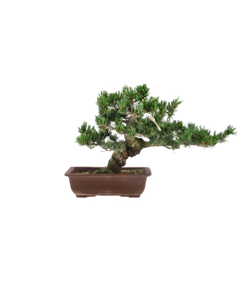 bonsai.fallbackImageTitle bonsai.fallbackImageTitle