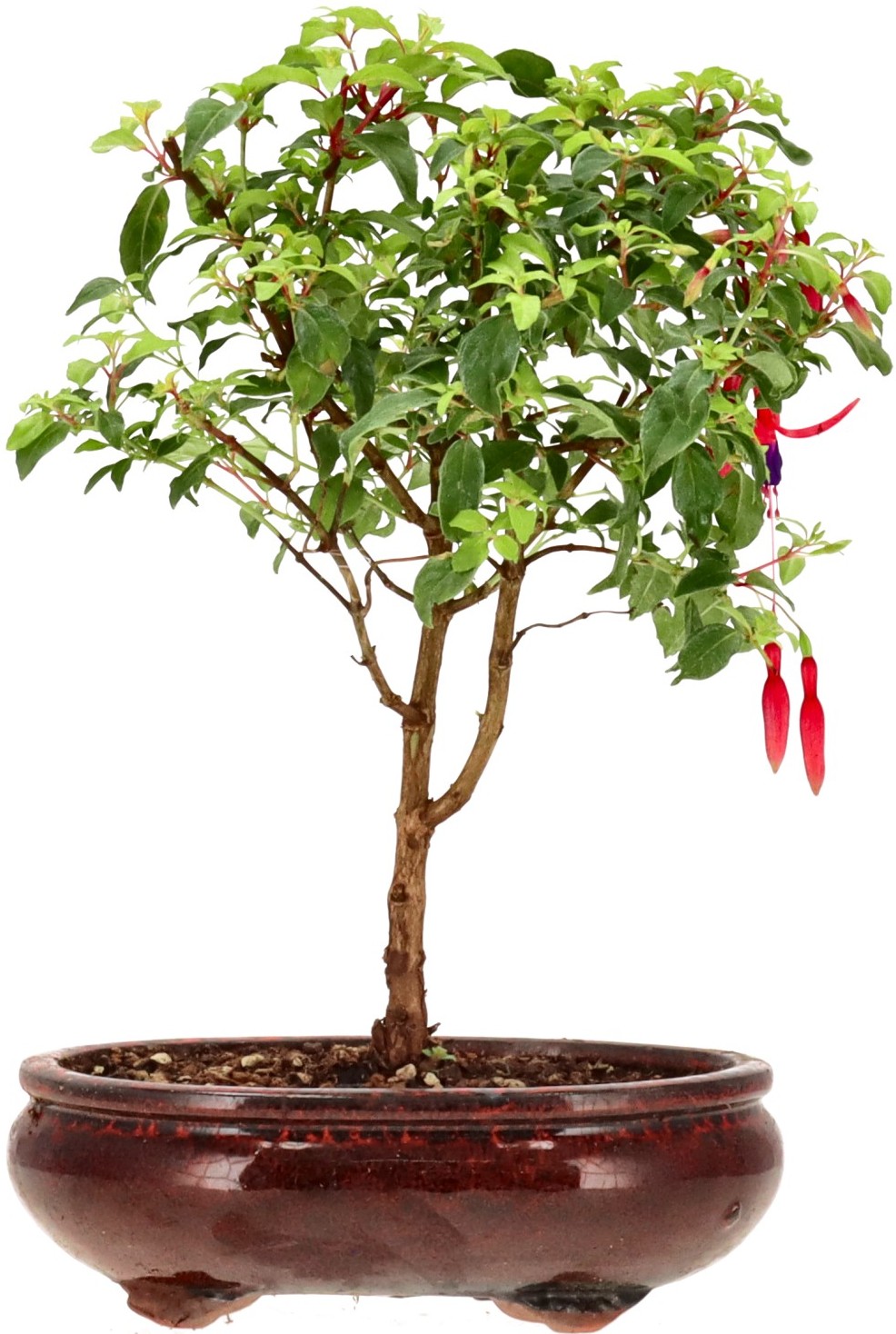[B007] Fuchsie 'Benii', ca. 4 Jahre