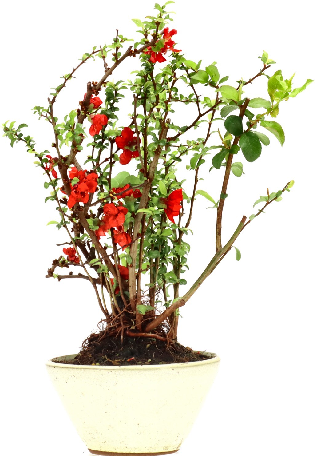 [B007] Zierquitte, ca. 10 Jahre