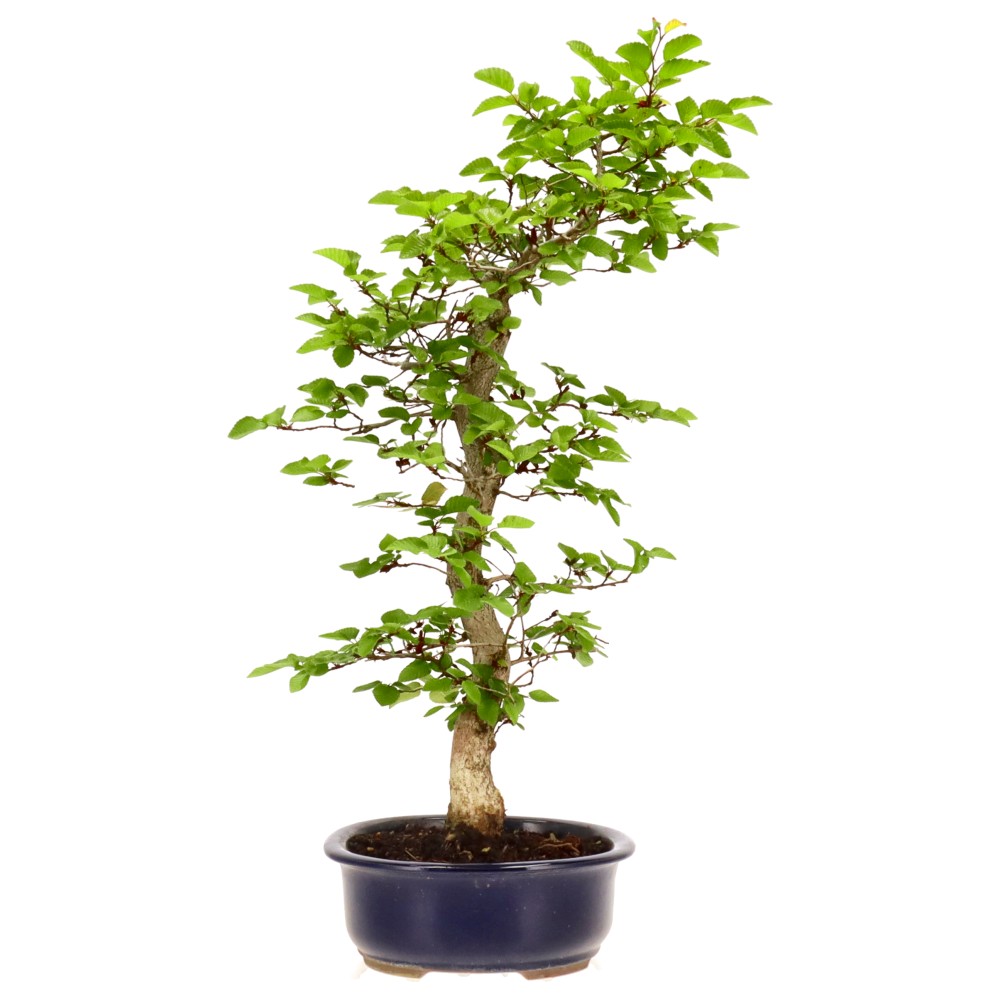 bonsai.fallbackImageTitle