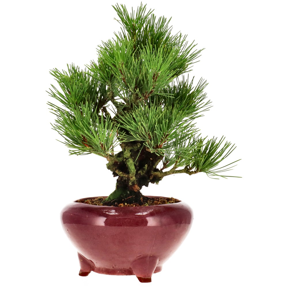 bonsai.fallbackImageTitle