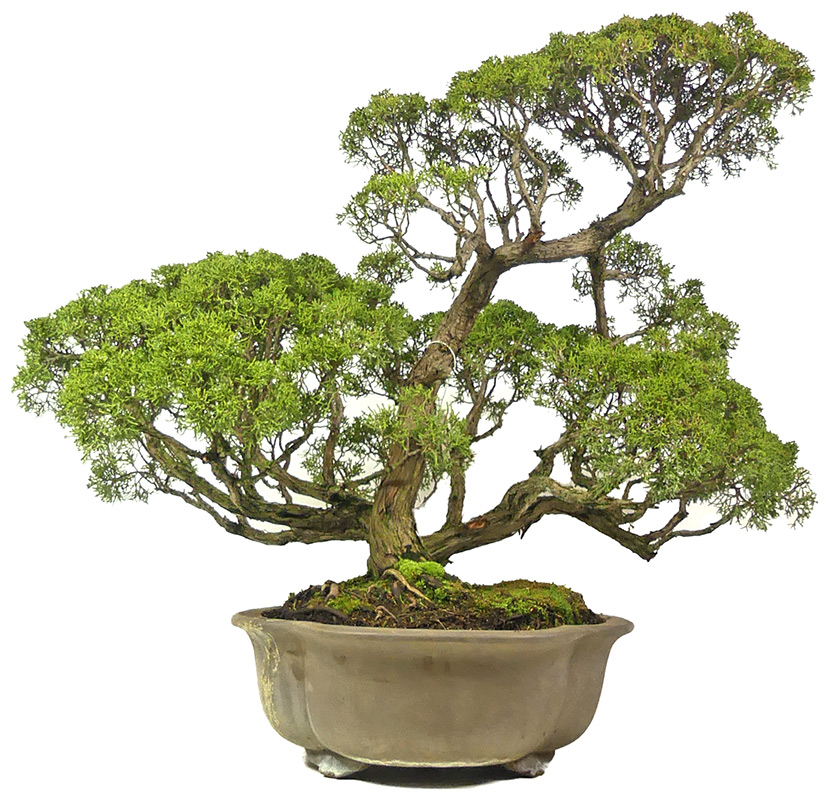 bonsai.fallbackImageTitle bonsai.fallbackImageTitle