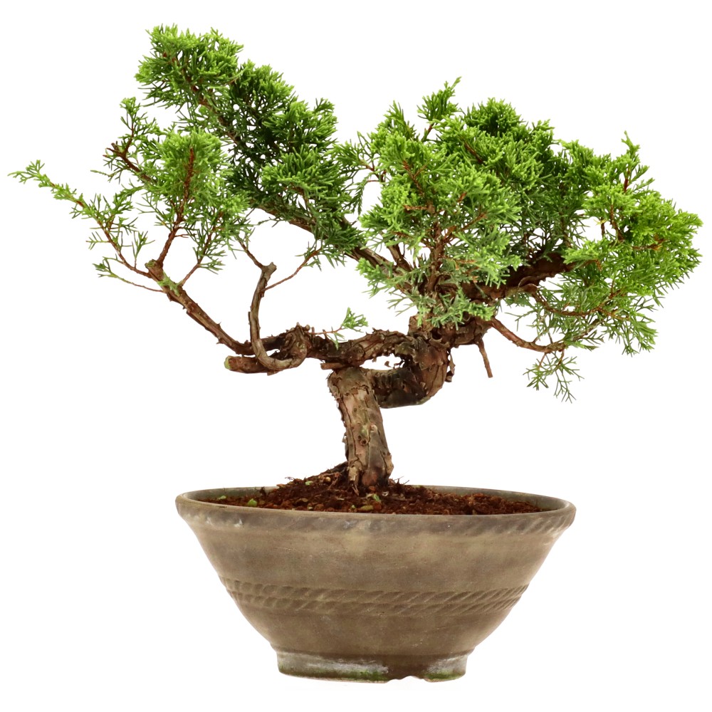 Chinese jeneverbes, ca. 18 j. (26 cm)