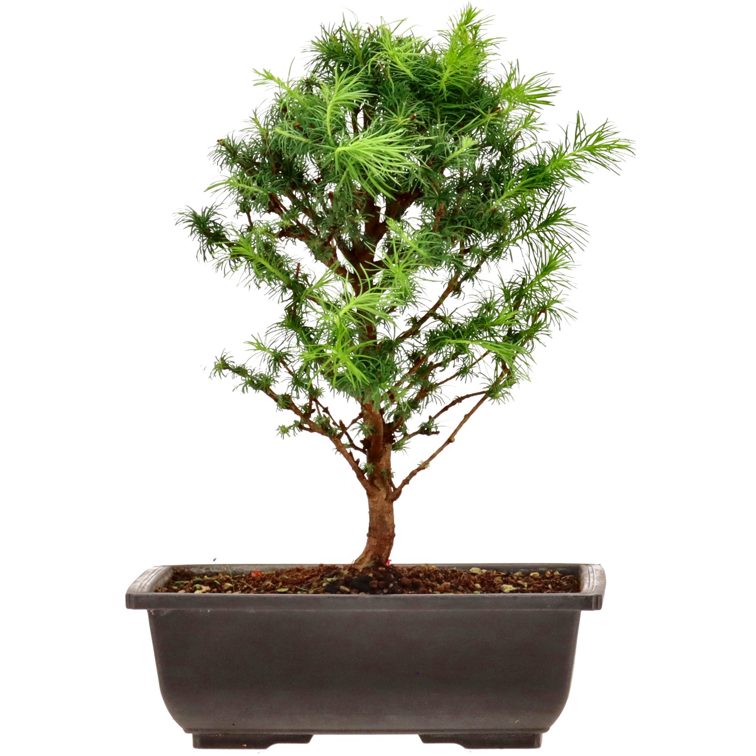 Mélèze du Japon, env. 8 ans (28 cm)