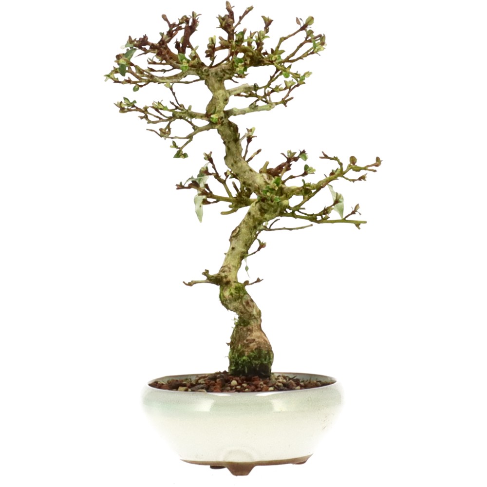Elaeagnus pungens, ca. 10 anni (25 cm)