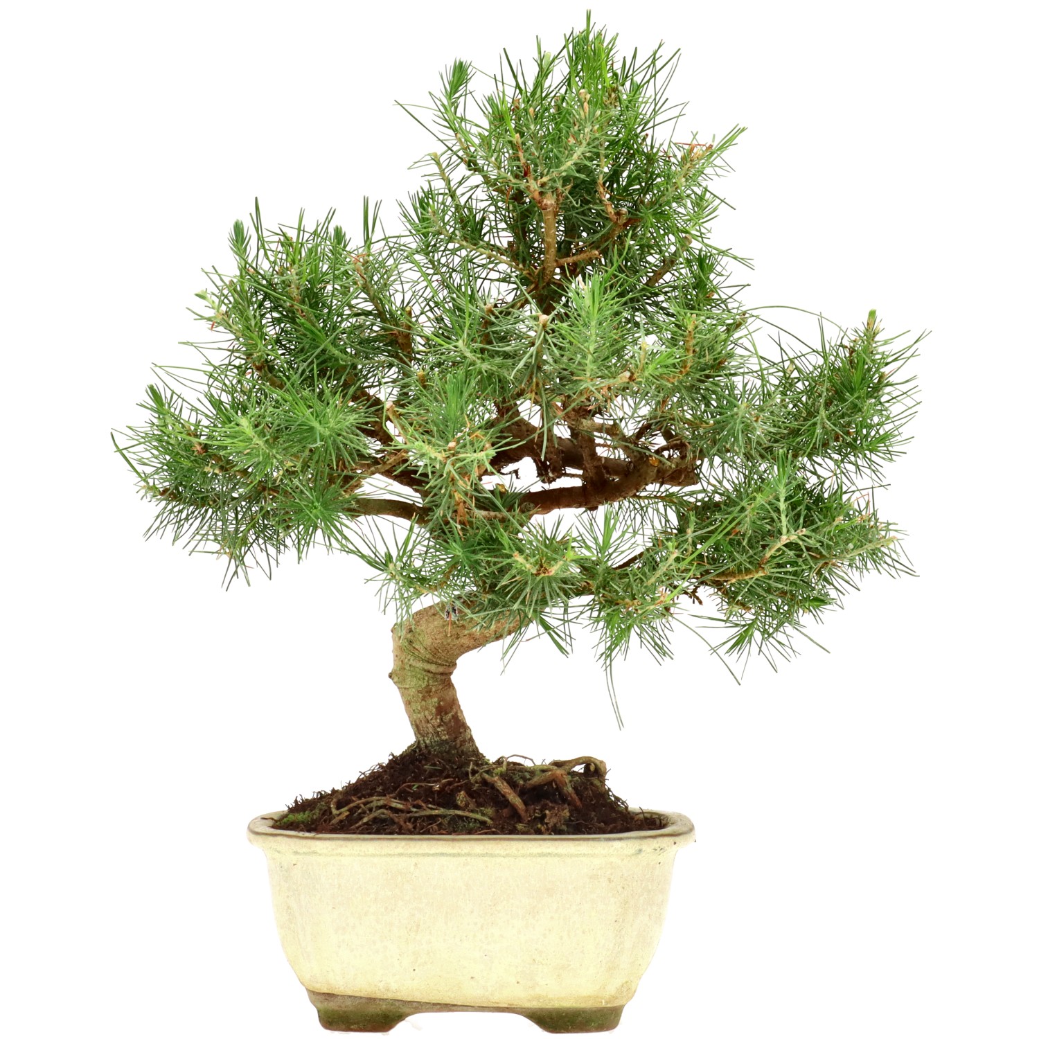 Aleppo pine, approx. 8 y. (27 cm)
